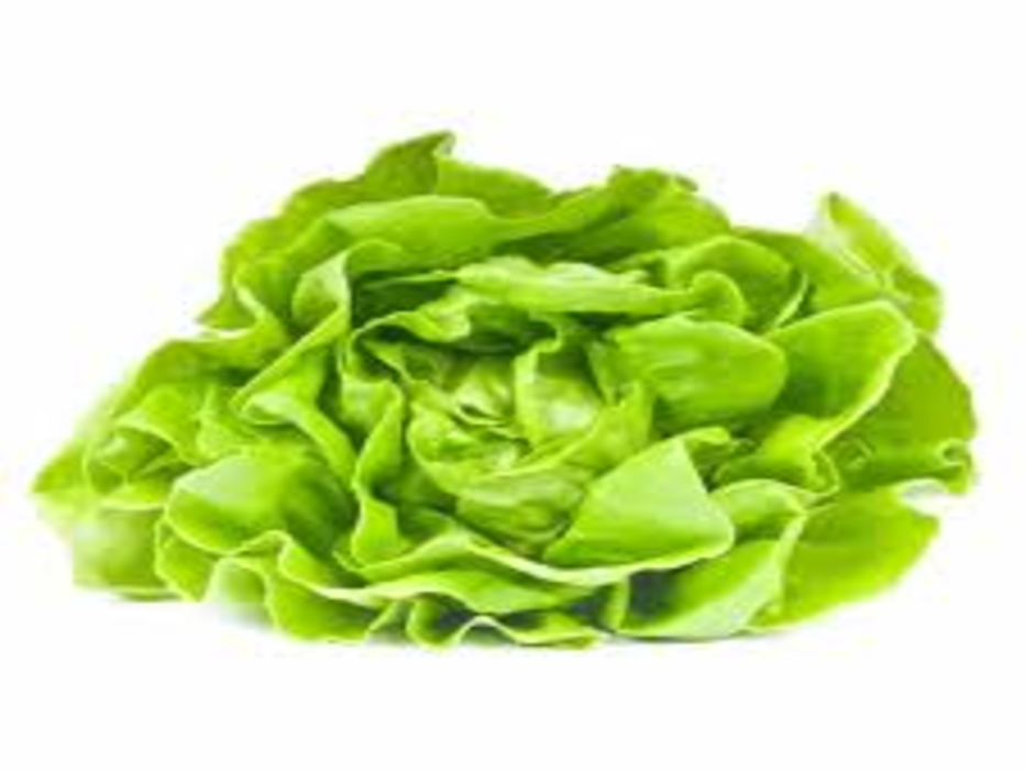 Lechuga Francesa pieza