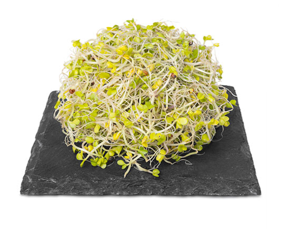 Brote de Brocoli Domo